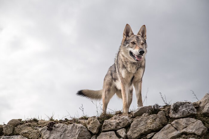Poster Wolf am Rande der Felsen