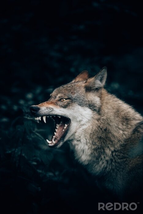Poster Wolf fletscht die Zähne