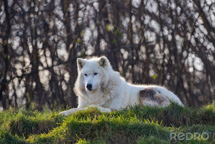 Poster Wolf in Weiß im Gras