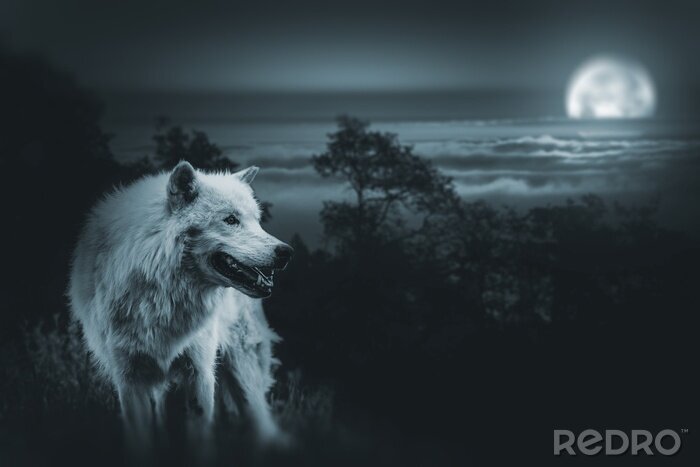 Poster Wolf mit Mond weiß