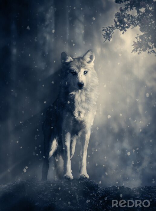 Poster Wolf mit Mondlicht weiß
