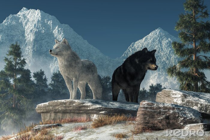 Poster Wolf und Bär auf einem Felsen
