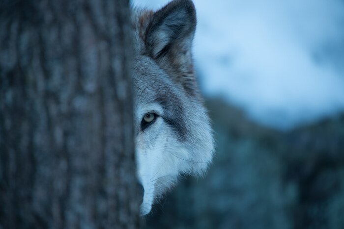 Poster Wolf versteckt sich hinter einem Baum