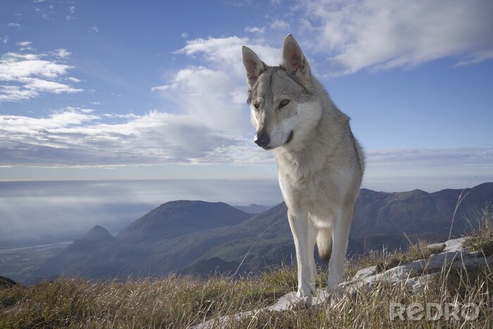 Poster Wolf vor dem Hintergrund der Berge