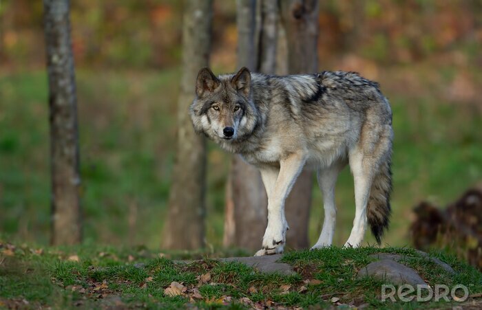 Poster Wolf Wald einsam