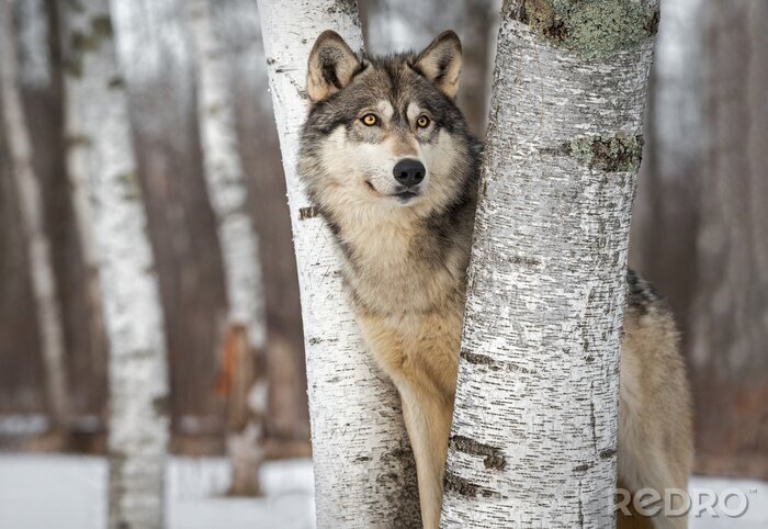 Poster Wolf Wald grau