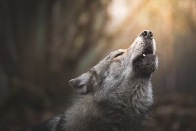 Poster Wolf Wald heulend