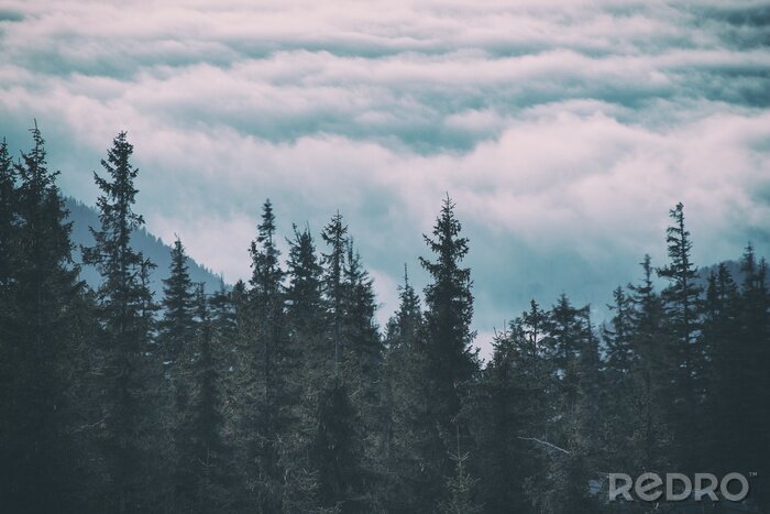 Poster Wolken über dem wald