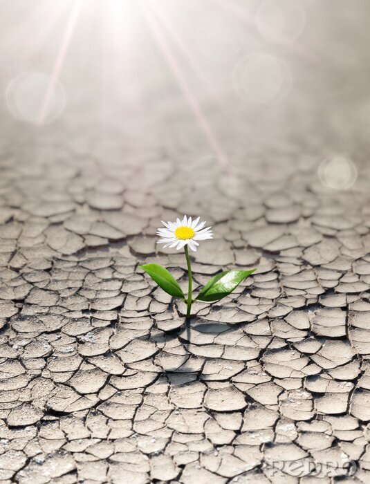Poster Wüste mit einer Blume