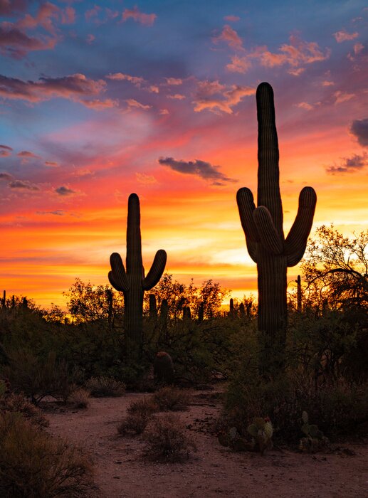Poster Wüste und Kakteen bei Sonnenuntergang