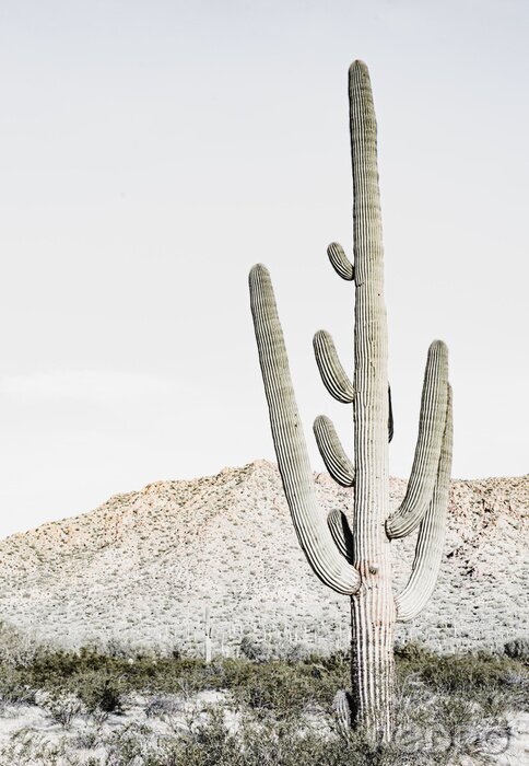 Poster Wüstenlandschaft mit einem großen Kaktus