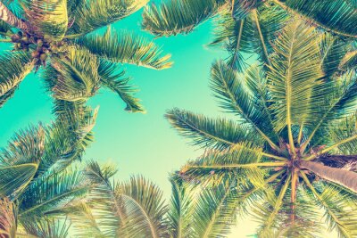 Wunderbarer Sommer unter Palmen