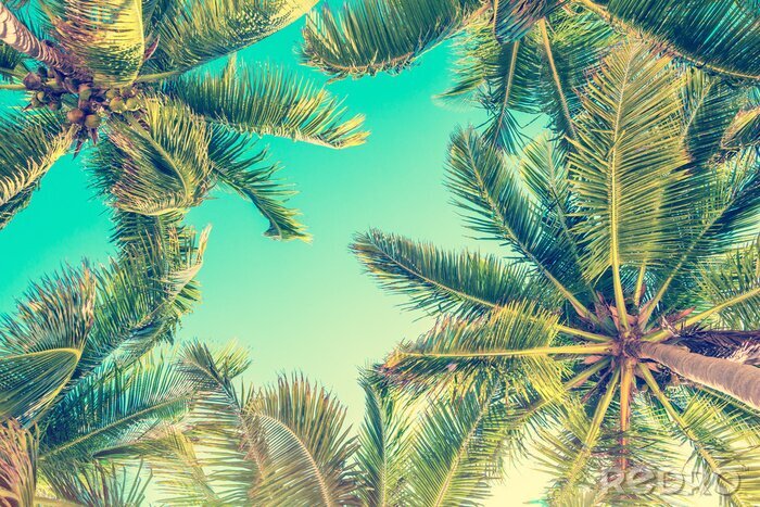 Poster Wunderbarer Sommer unter Palmen