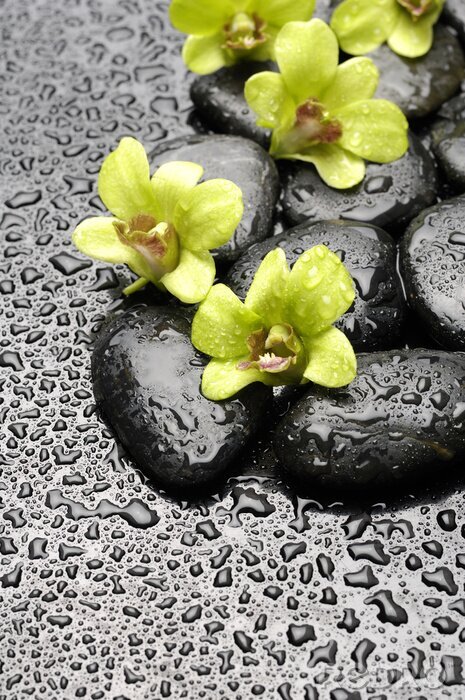 Poster Set grüne Orchidee und Zen-Steine ​​mit Wassertropfen