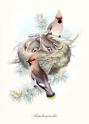Poster Zahlreiche Vogelfamilie und Nest