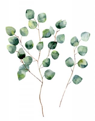 Poster Zarte Eukalyptusblätter auf Zweigen