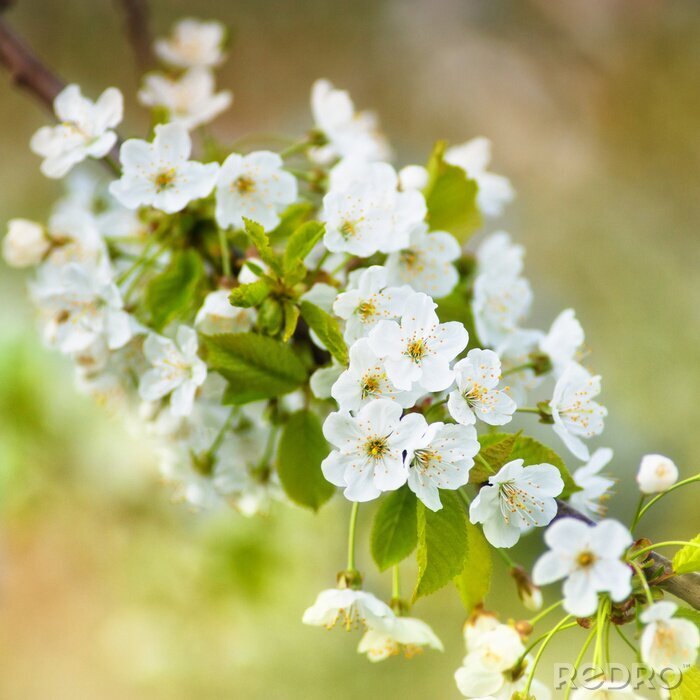 Poster Zarte Natur