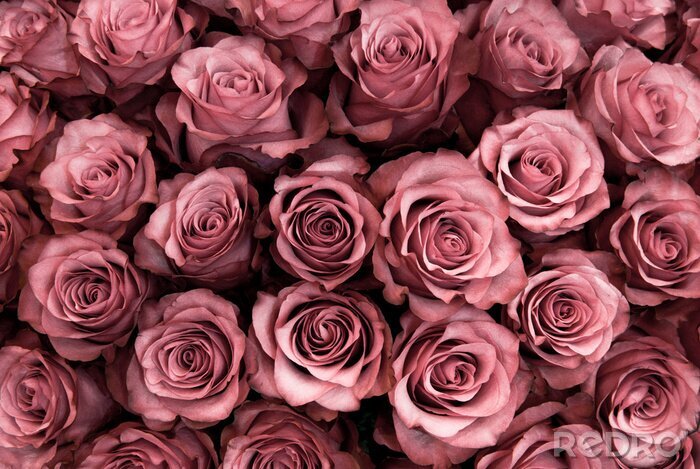 Poster Zarte romantische Rosen