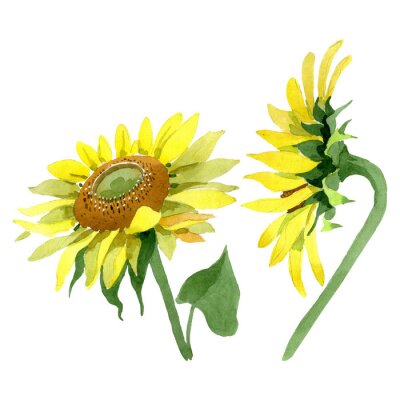 Poster Zarte Sonnenblumen mit Aquarellfarben gemalt