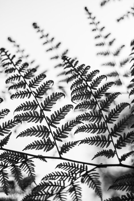 Poster Zarter Farn im minimalistischen Stil