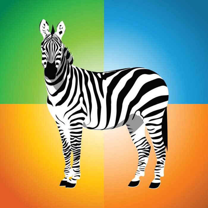 Poster Zebra auf farbigem Hintergrund