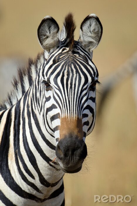 Poster Zebra auf Savanne