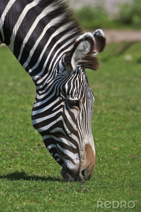 Poster Zebra frisst Gras