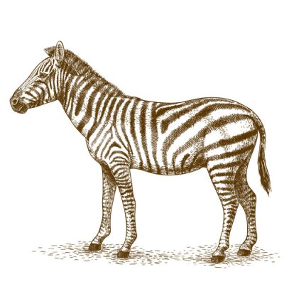 Poster Zebra gestreift auf einer Zeichnung