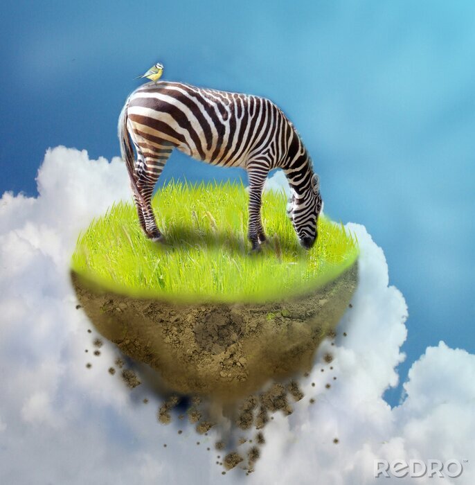 Poster Zebra im Gras zwischen den Wolken
