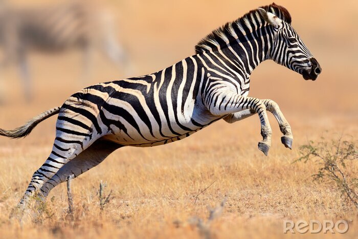 Poster Zebra im Laufen