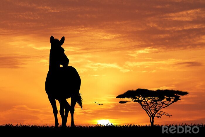 Poster Zebra im Licht des Sonnenuntergangs