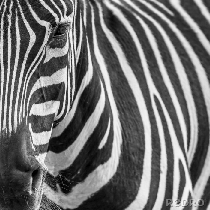 Poster Zebra in Schwarz-Weiß Nahaufnahme