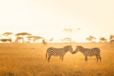 Poster Zebra-Liebe in der Serengeti