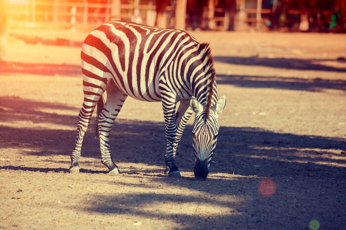 Poster Zebra Streifen im Park