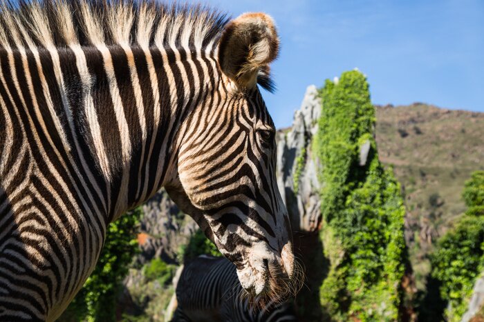 Poster Zebra Streifen vor einem Hintergrund von Bergen