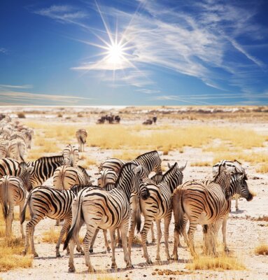 Poster Zebra-Tiere in einer Herde