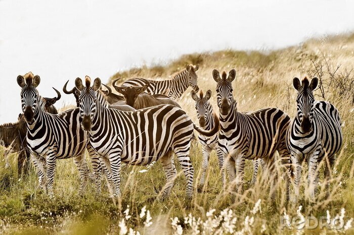 Poster Zebras auf einer Savanne im Gras