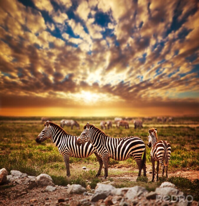 Poster Zebras in der Savanne bei Sonnenuntergang