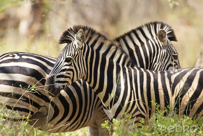 Poster Zebras mit gefiederten Mähnen