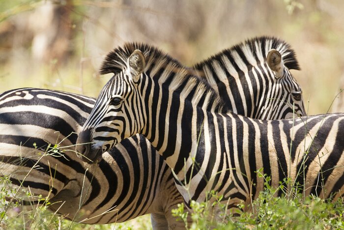 Poster Zebras mit gefiederten Mähnen