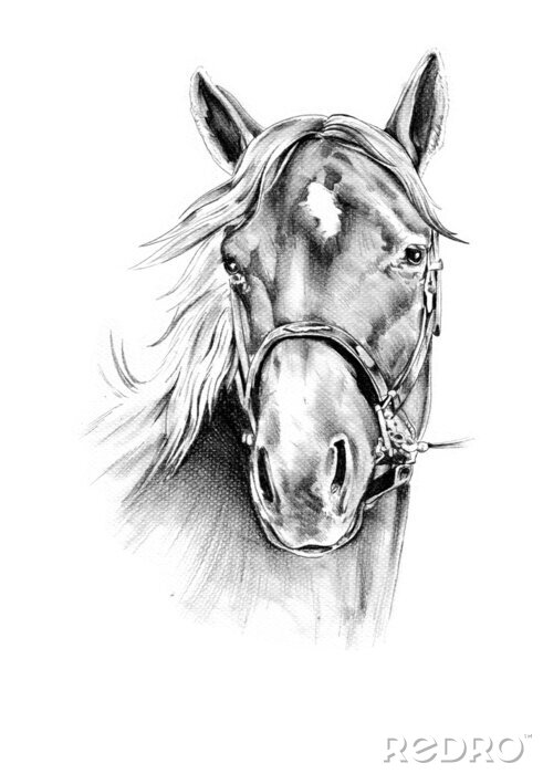 Poster Zeichnerisches porträt eines pferdes