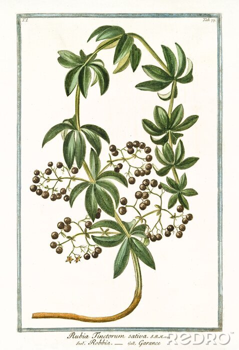 Poster Zeichnung aus dem botanischen Atlas Färberkrapp