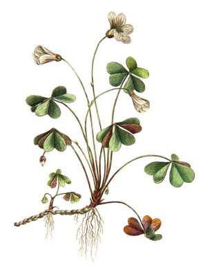 Poster Zeichnung der originellen Pflanze auf hellem Hintergrund