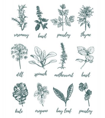 Poster Zeichnung der signierten Kräuter