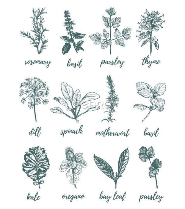 Poster Zeichnung der signierten Kräuter