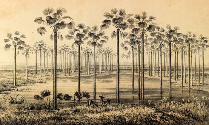 Poster Zeichnung des Dschungels aus Südamerika