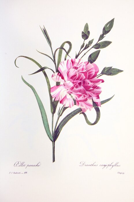 Poster Zeichnung einer Gartennelke in Farbe