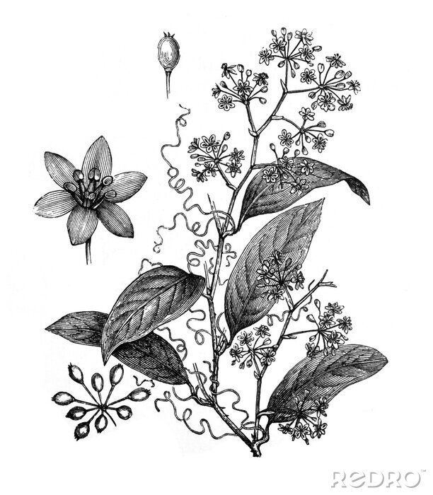 Poster Zeichnung einer Kräuterpflanze Blüten Blättern und Knospen