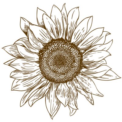 Zeichnung einer Sonnenblume