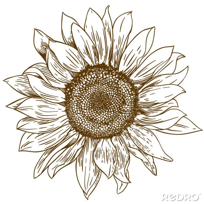 Poster Zeichnung einer Sonnenblume